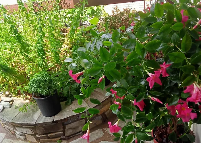 Kallisti * Anilio Pelion